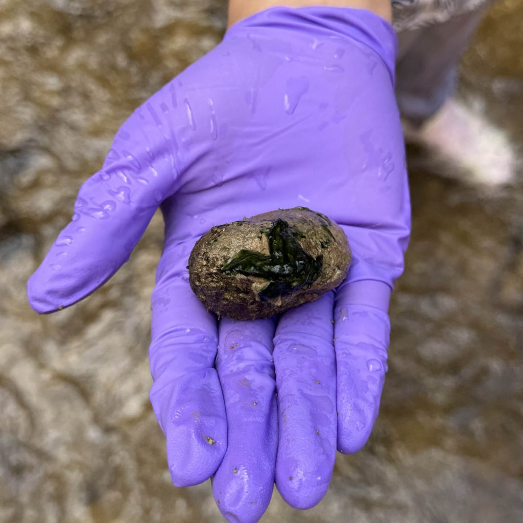 Proliferation of Harmful Algal Blooms under Stressful Conditions